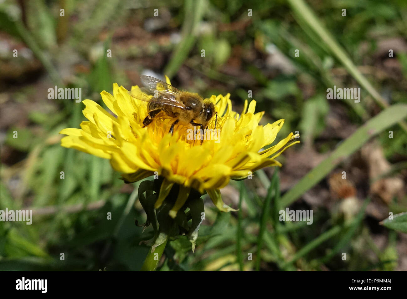 Honeybee gathers nectar from hi res stock photography and images Alamy Honeybee gathers nectar from hi res stock photography and images Alamy