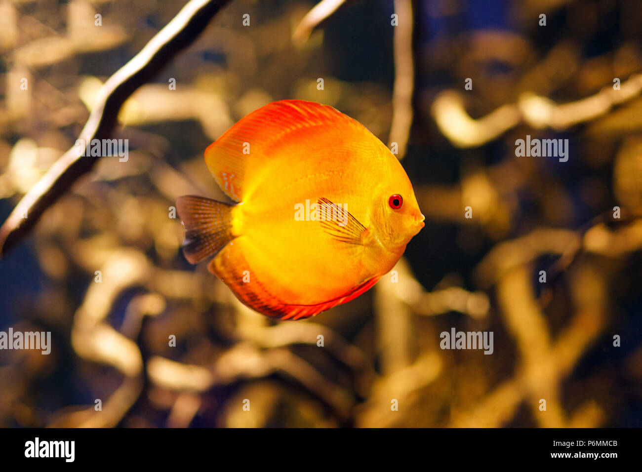 Symphysodon discus aquarium fish. High resolution photo. Stock Photo