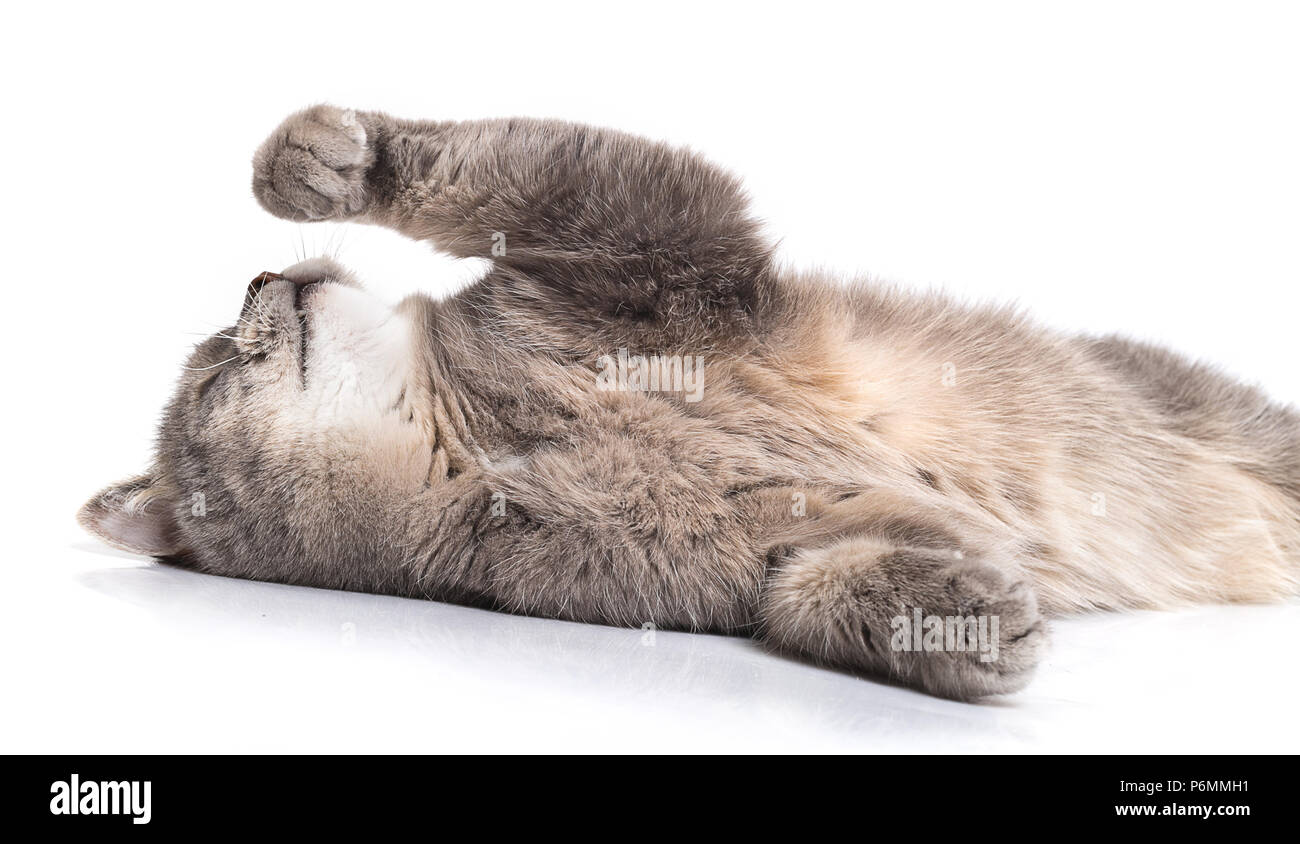 The gray cat rolls on a back. The cat has laid down on a back and looks