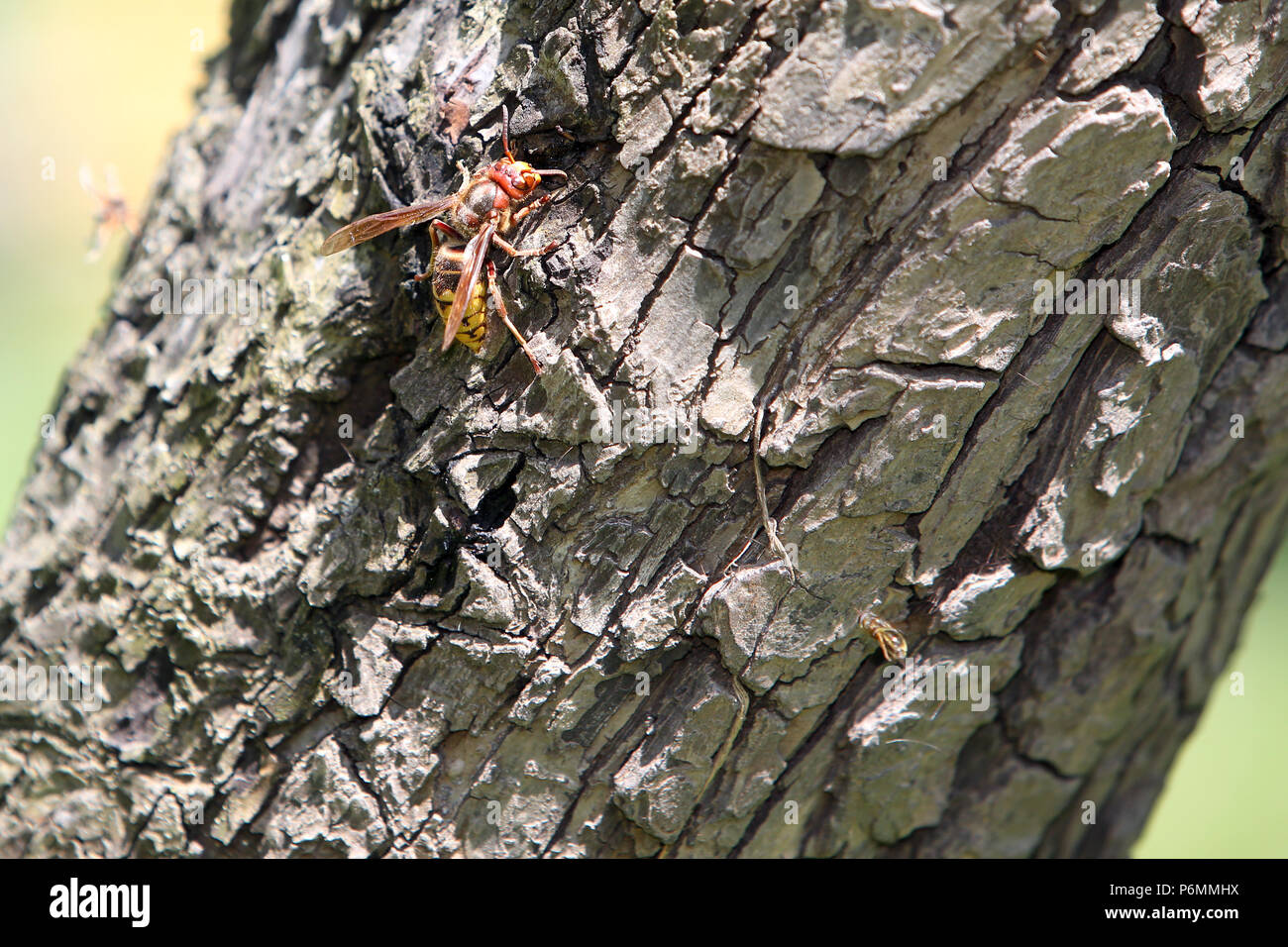 Graditz, Germany, Hornet on a tree bark Stock Photo