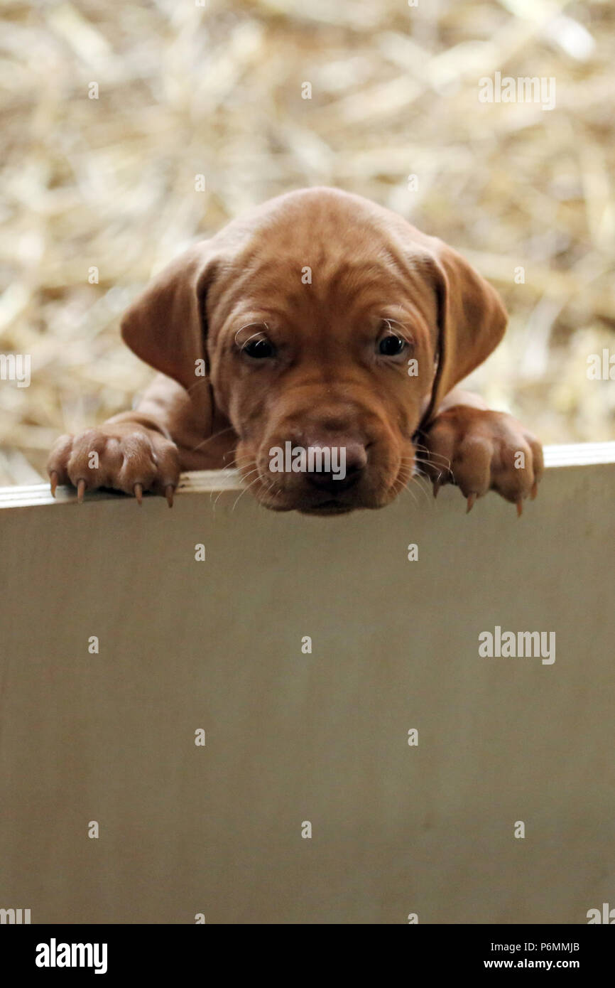 Neuenhagen, Germany, Magyar Vizsla Hundewelpe looks curiously out of a throwing box Stock Photo