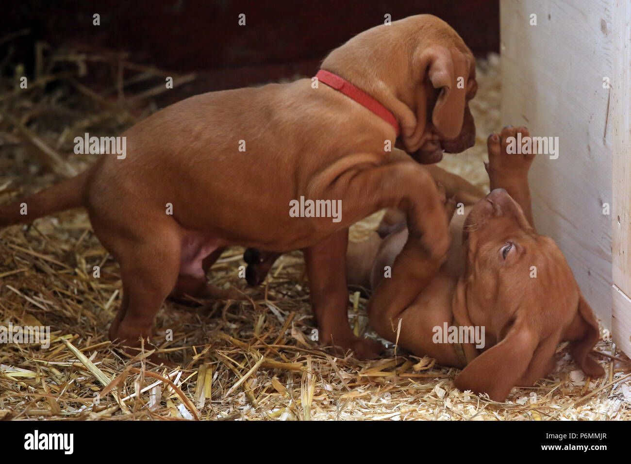 Neuenhagen, Germany, Magyar Vizsla Dog puppies play together Stock Photo