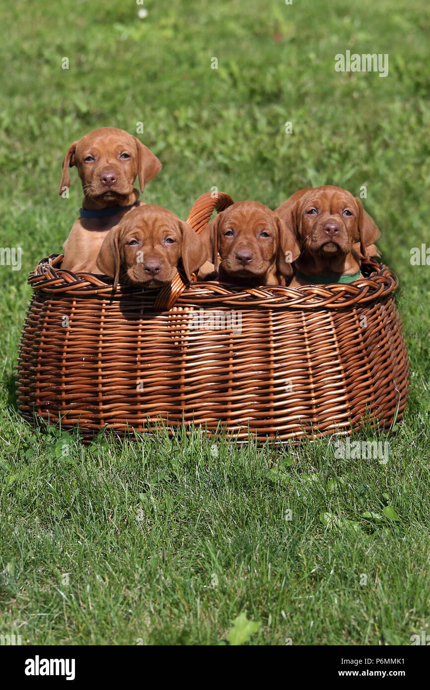Neuenhagen, Germany, Magyar Vizsla Dog puppies are sitting in a bast basket Stock Photo