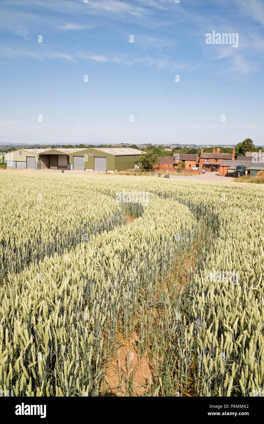 Wheat field on a English farm, England, UK Stock Photo