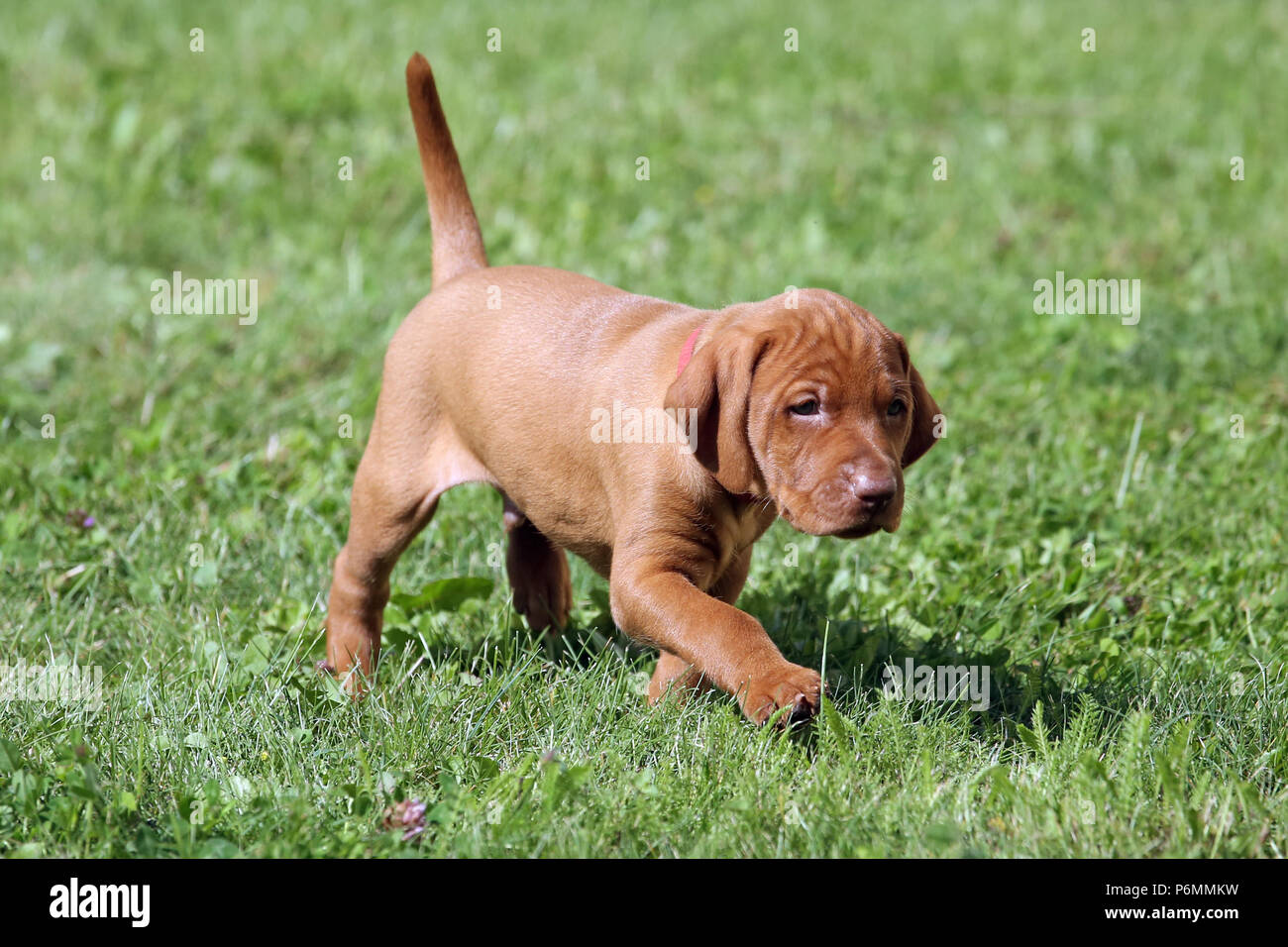 Neuenhagen, Germany, Magyar Vizsla Dog puppy Stock Photo