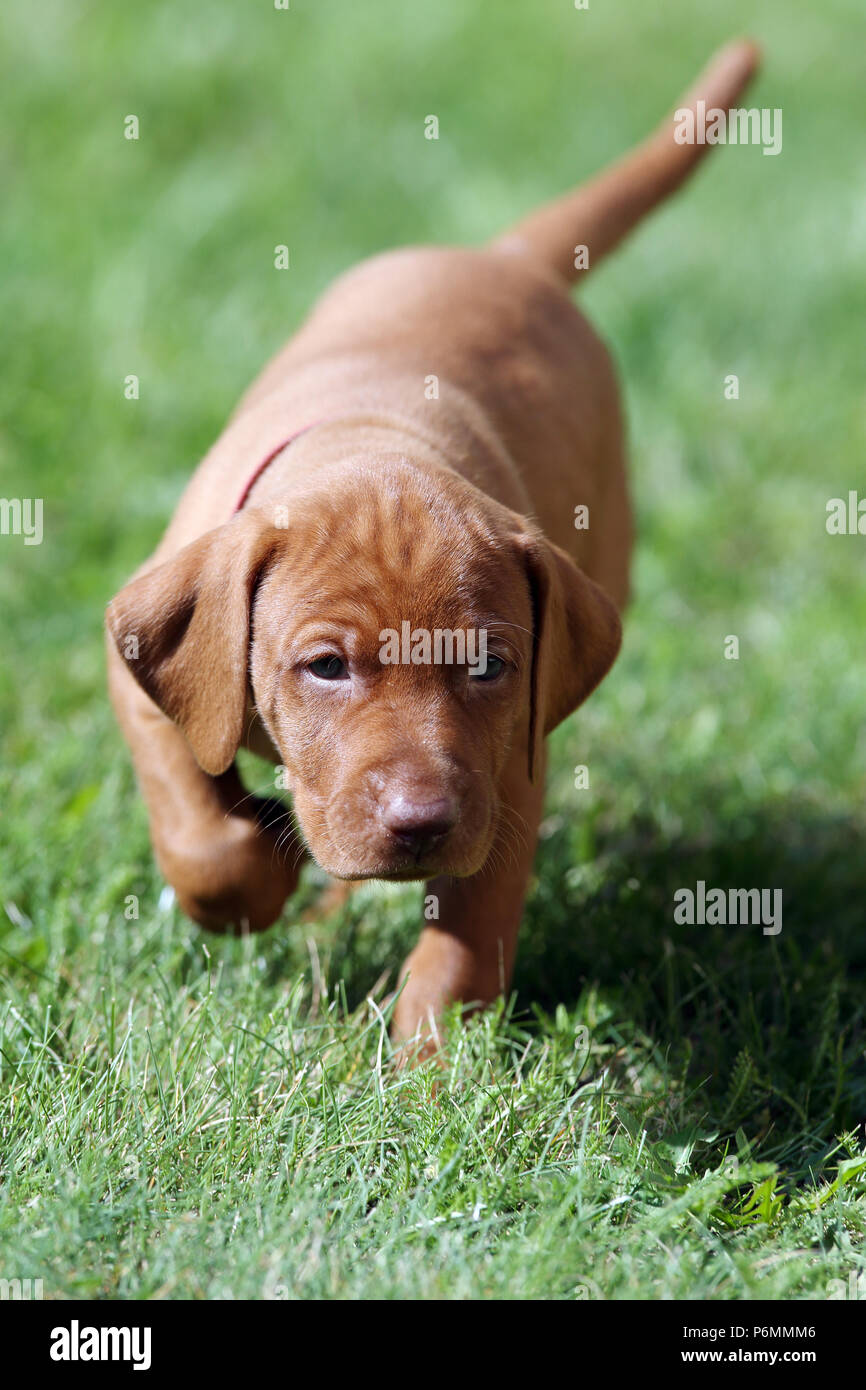 Neuenhagen, Germany, Magyar Vizsla Dog puppy on the move Stock Photo