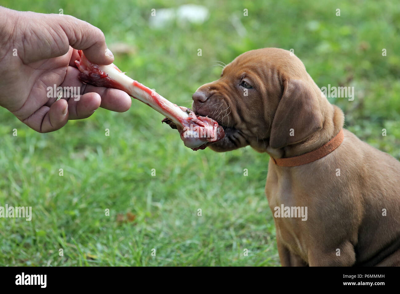 Neuenhagen, Germany, Magyar Vizsla dog puppy nibbles on a bone Stock Photo