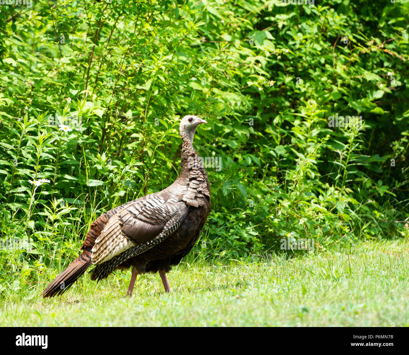 Alert wild eastern turkey hen (Meleagris gallopavo) standing in a field on the edge of the Adirondack Mountains, NY USA wilderness.. Stock Photo