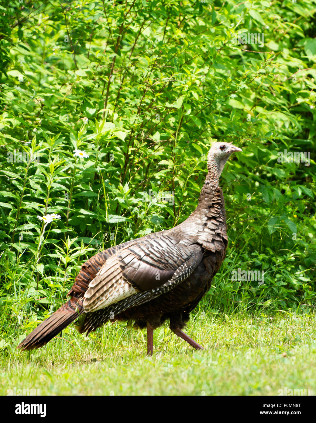 Eastern wild turkey hen hi-res stock photography and images - Alamy