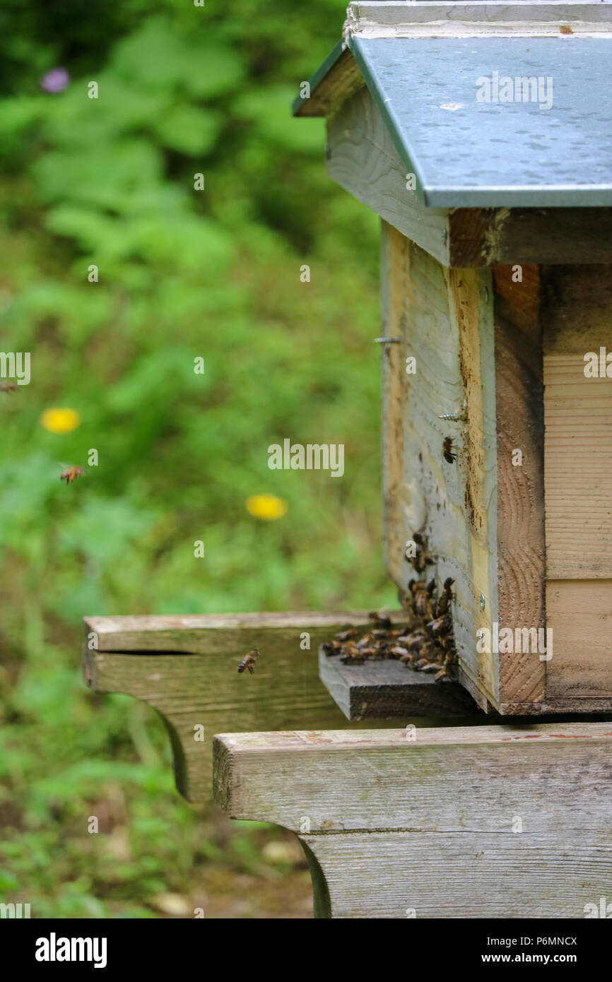 Top Bar Hive High Resolution Stock Photography And Images Alamy