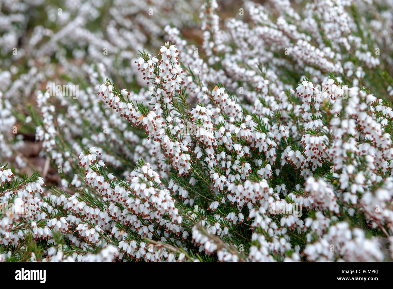 Erica carnea, flowering plant aka Springwood White, Winter Heath, Snow Heath, and Heather, with abundant small, urn-shaped, silvery white flowers Stock Photo