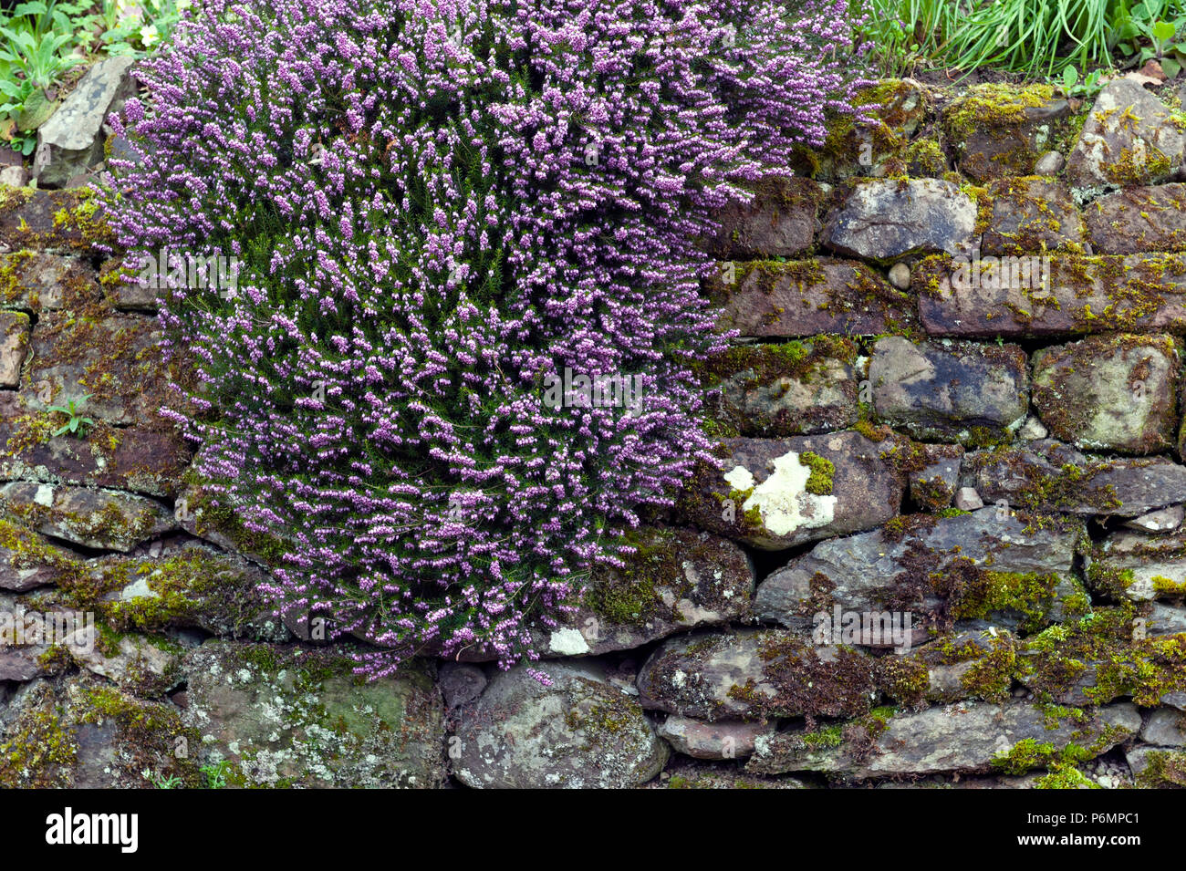 Erica x darleyensis, or Pink Spangles aka Furzey, Winter Heath, Springwood pink, December red, with abundant small, urn-shaped, purple pink flowers Stock Photo