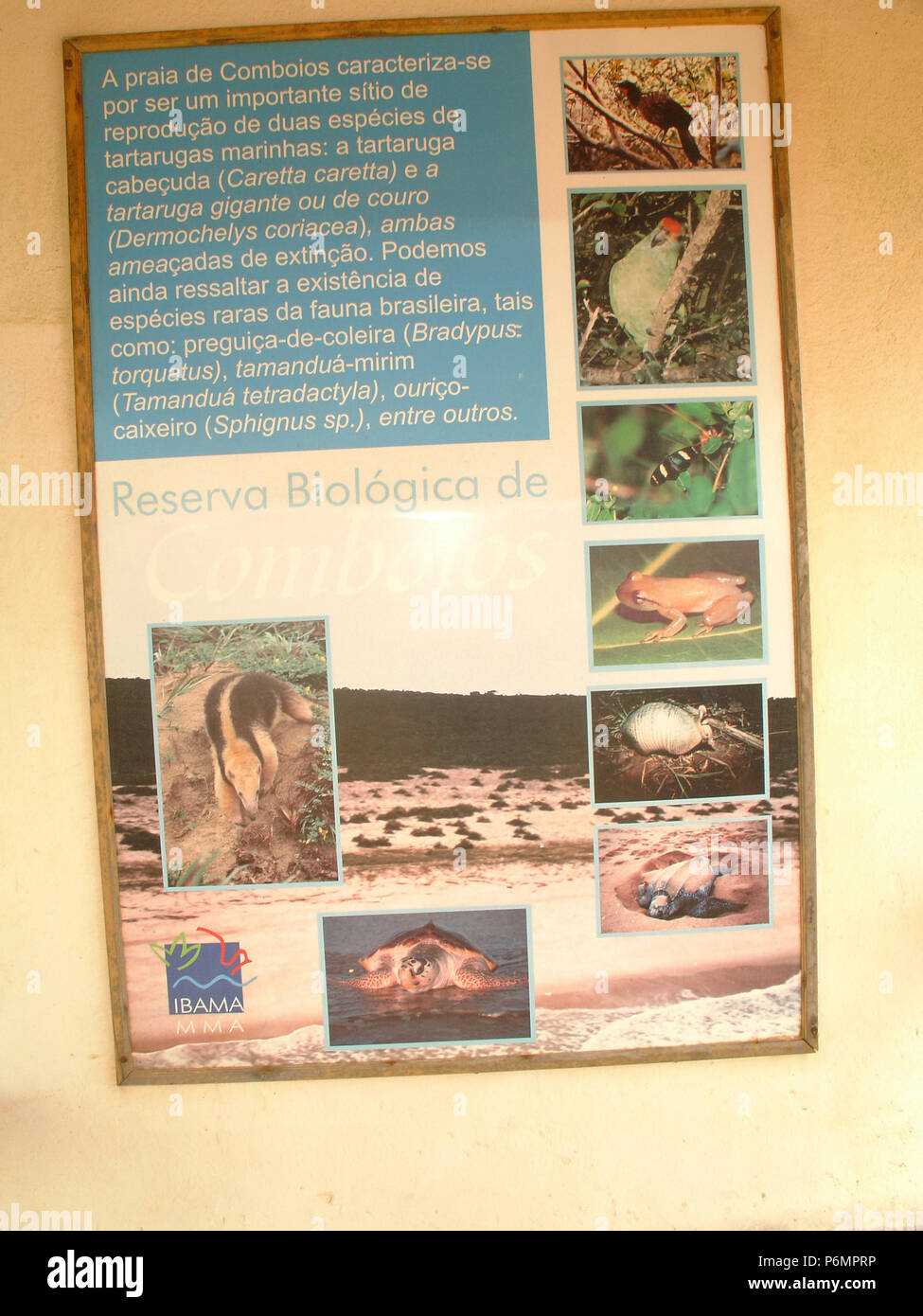 Protective Base, Sea Turtles, Comboios Biological Reserve, Espírirto Santo, Brazil. Stock Photo