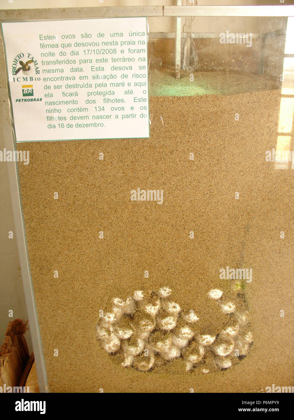 Turtle eggs, terráreo, fertilization, Protective Base, Sea Turtles ...
