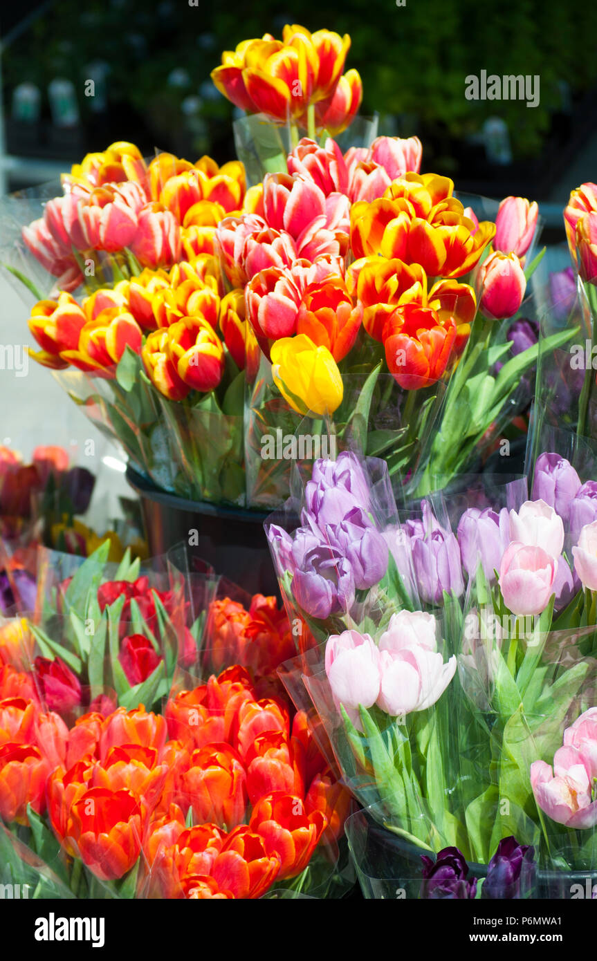 Cut tulips on sale at a Super Market in Snohomish,Washington State. Stock Photo