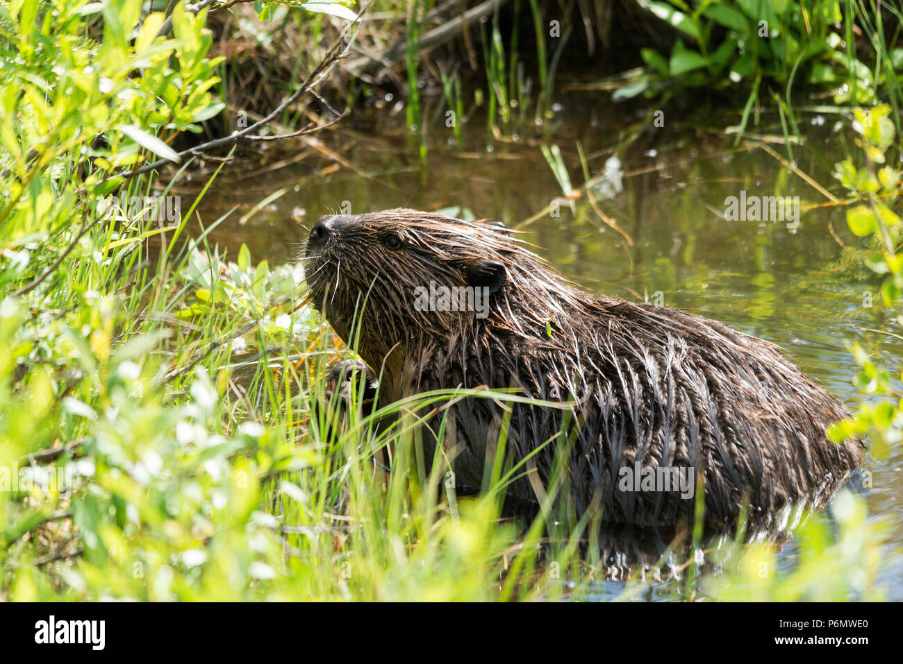 A large beaver partially in the water and on grassy edge of small creek in it natural habitat Stock Photo