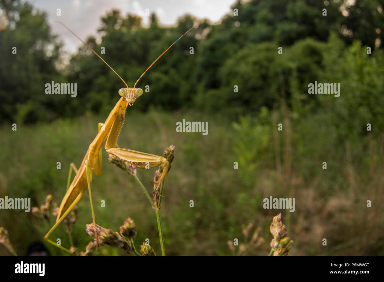 The Chinese mantis (Tenodera sinensis) is an introduced species in the USA, it is commonly used as a natural form of pest control. Stock Photo