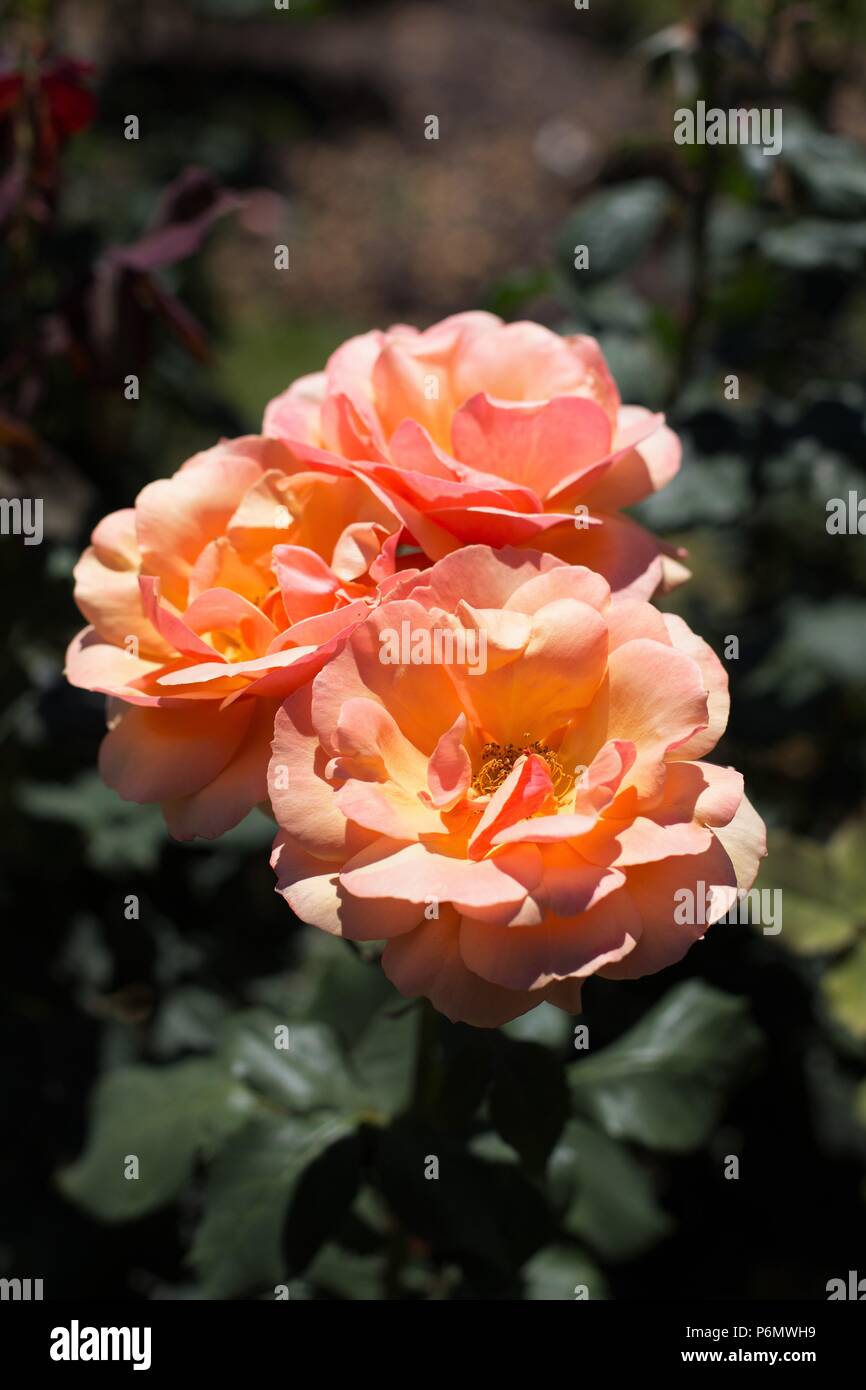 Large Face Roses About Face roses at Owen Rose Garden in Eugene, Oregon, USA Stock Photo ...