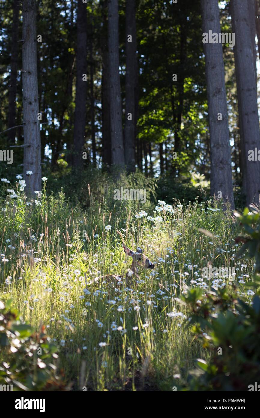 A female deer resting and hidden in tall wildflowers and weeds in a meadow next to a forest in Eugene, Oregon, USA. Stock Photo