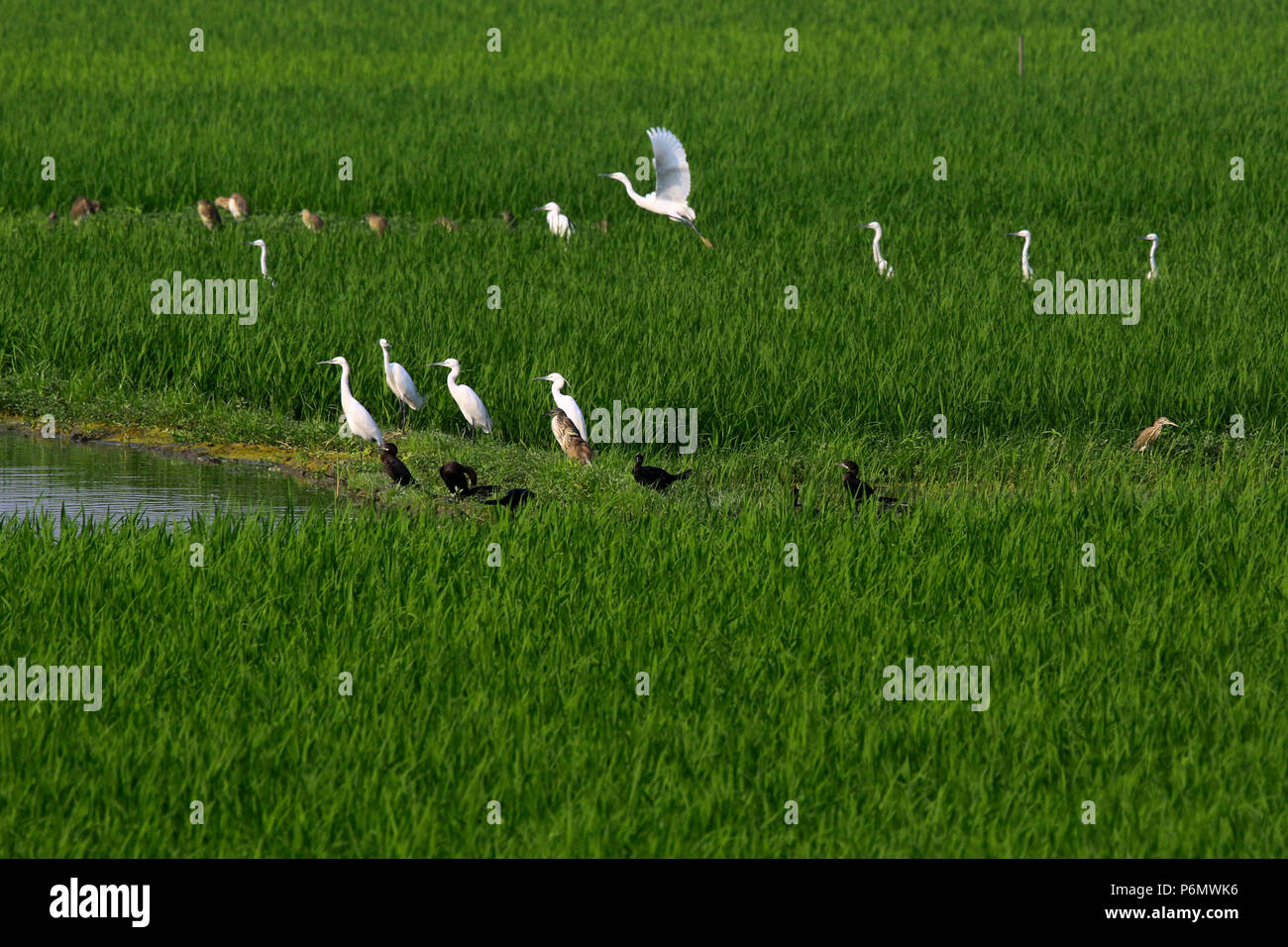 Birds in the paddy field. Keraniganj, Dhaka, Bangladesh Stock Photo