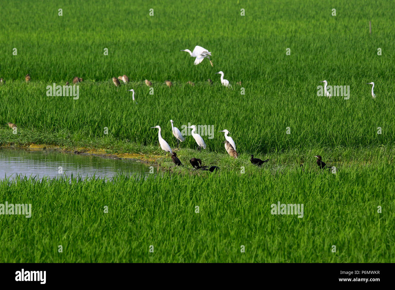 Birds in the paddy field. Keraniganj, Dhaka, Bangladesh Stock Photo