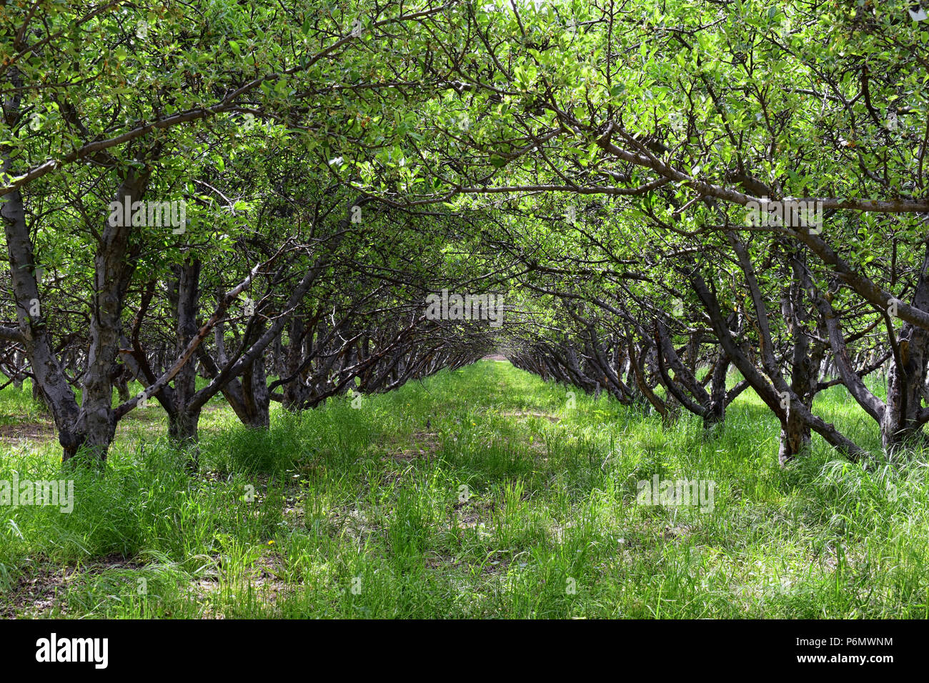Utah Fruit Trees Pruning Fruit Trees Quick Tips And Tricks Live Well Utah / A variety of fruit