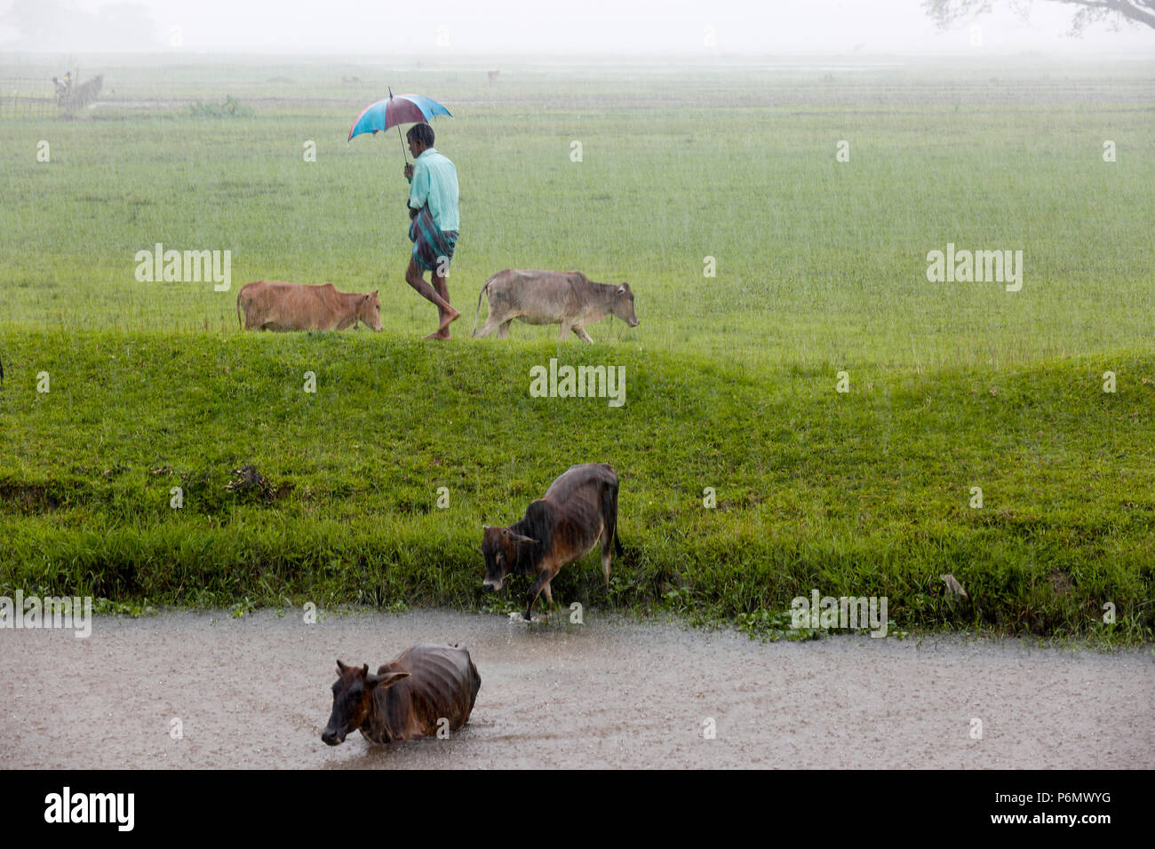 A farmer return home with cow during raining at Shunamganj, Bangladesh. Stock Photo