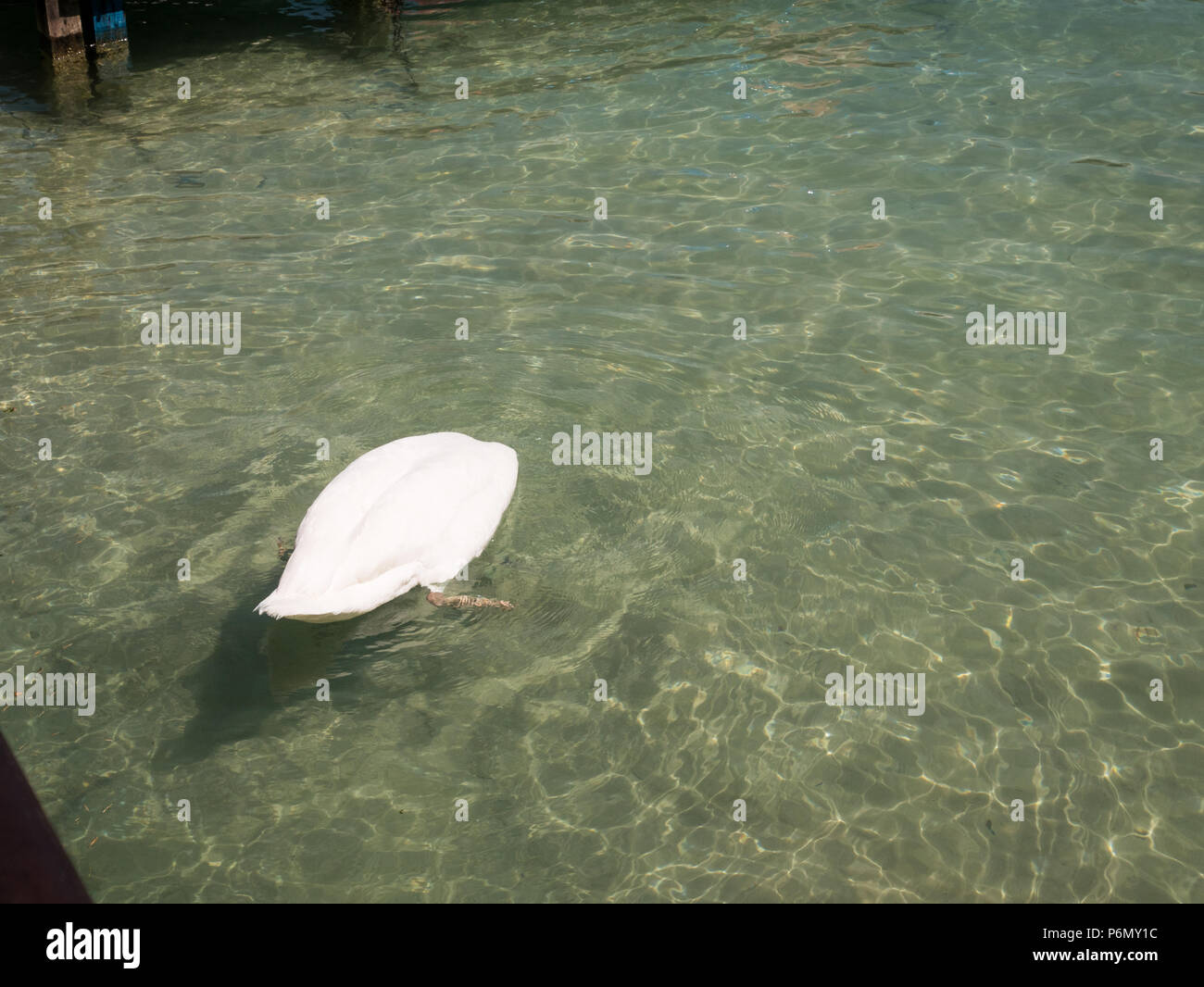 swan-swims-happy-in-lake-annecy-france-P6MY1C.jpg
