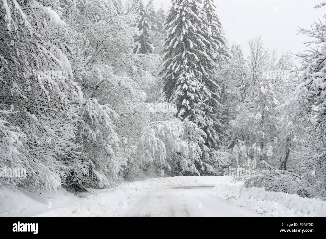 French Alps.  Snow covered fir trees in winter. Mountain road.  Saint-Gervais. France. Stock Photo