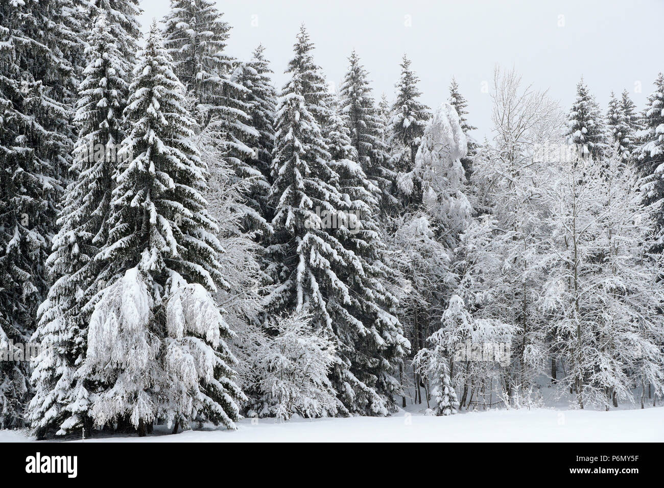 Images Gratuites : arbre, forêt, branche, hiver, noir et blanc, plante,  tronc, feuillage, contraste, Monochrome, brindille, esquisser, dessin,  illustration, chêne, Cimes d'arbres, Lumière et ombre, branches d'arbre,  Photographie monochrome, Plante ..., image size:1300x956
