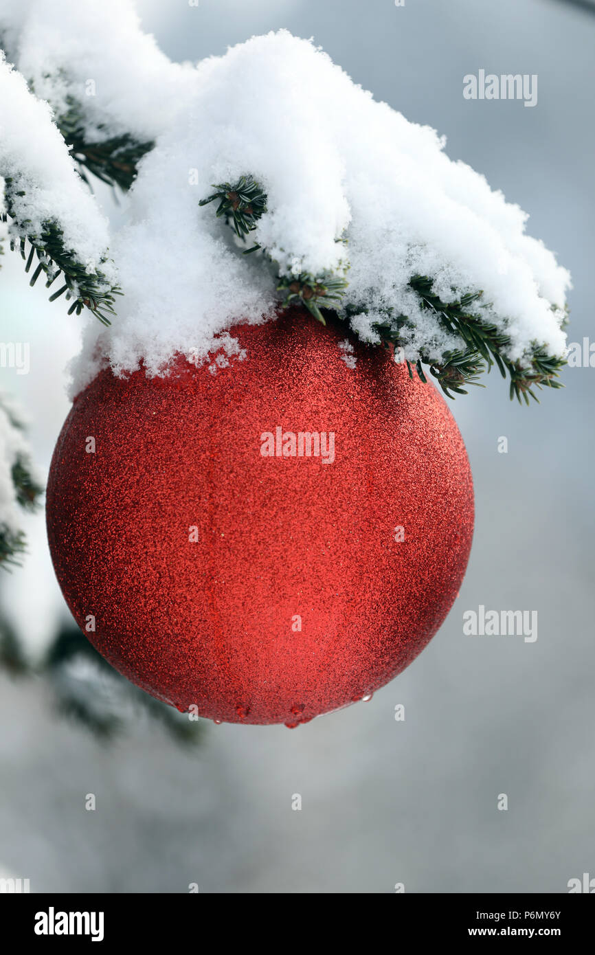 Christmas tree.  France. Stock Photo