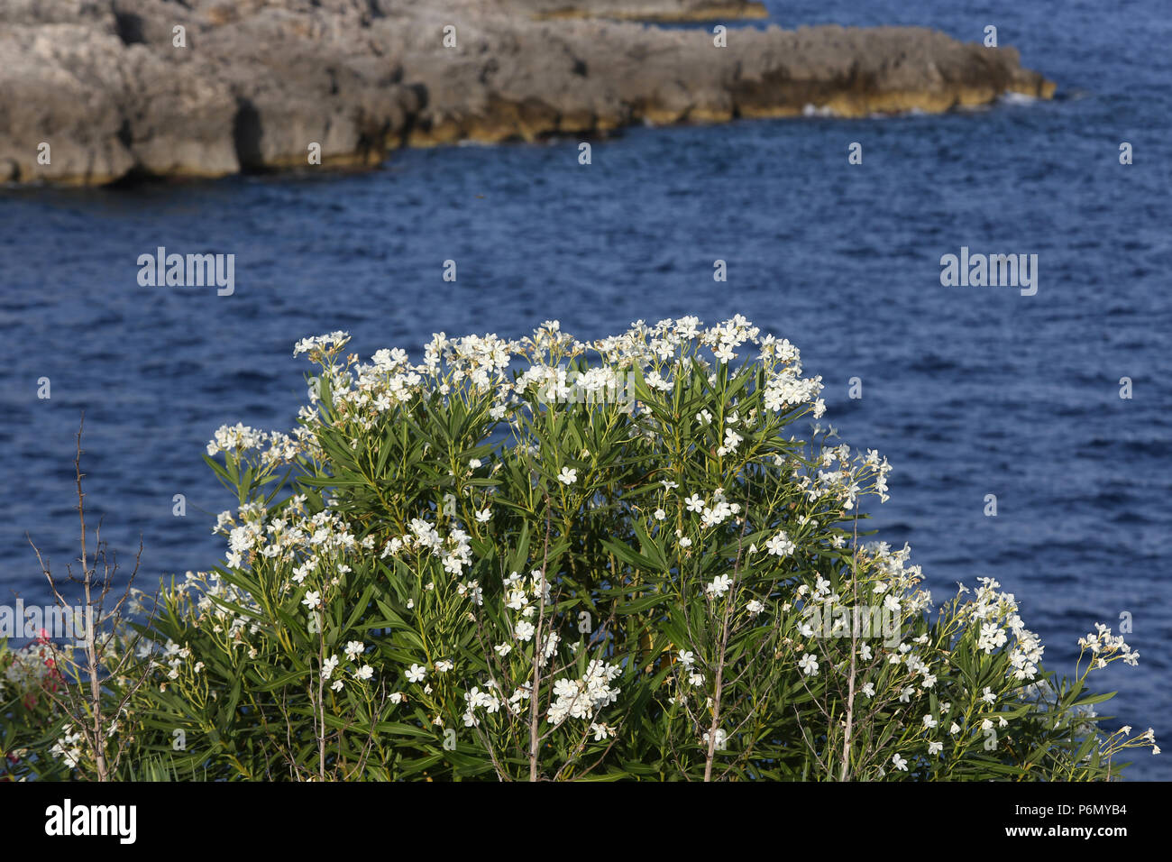 Flowers and Salento coastline, Italy. Stock Photo
