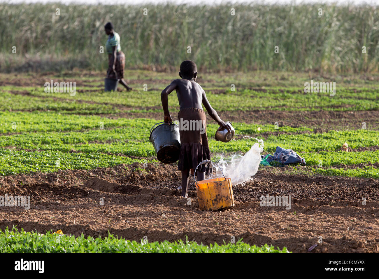 Girl watering a field in Karsome, Togo. Stock Photo