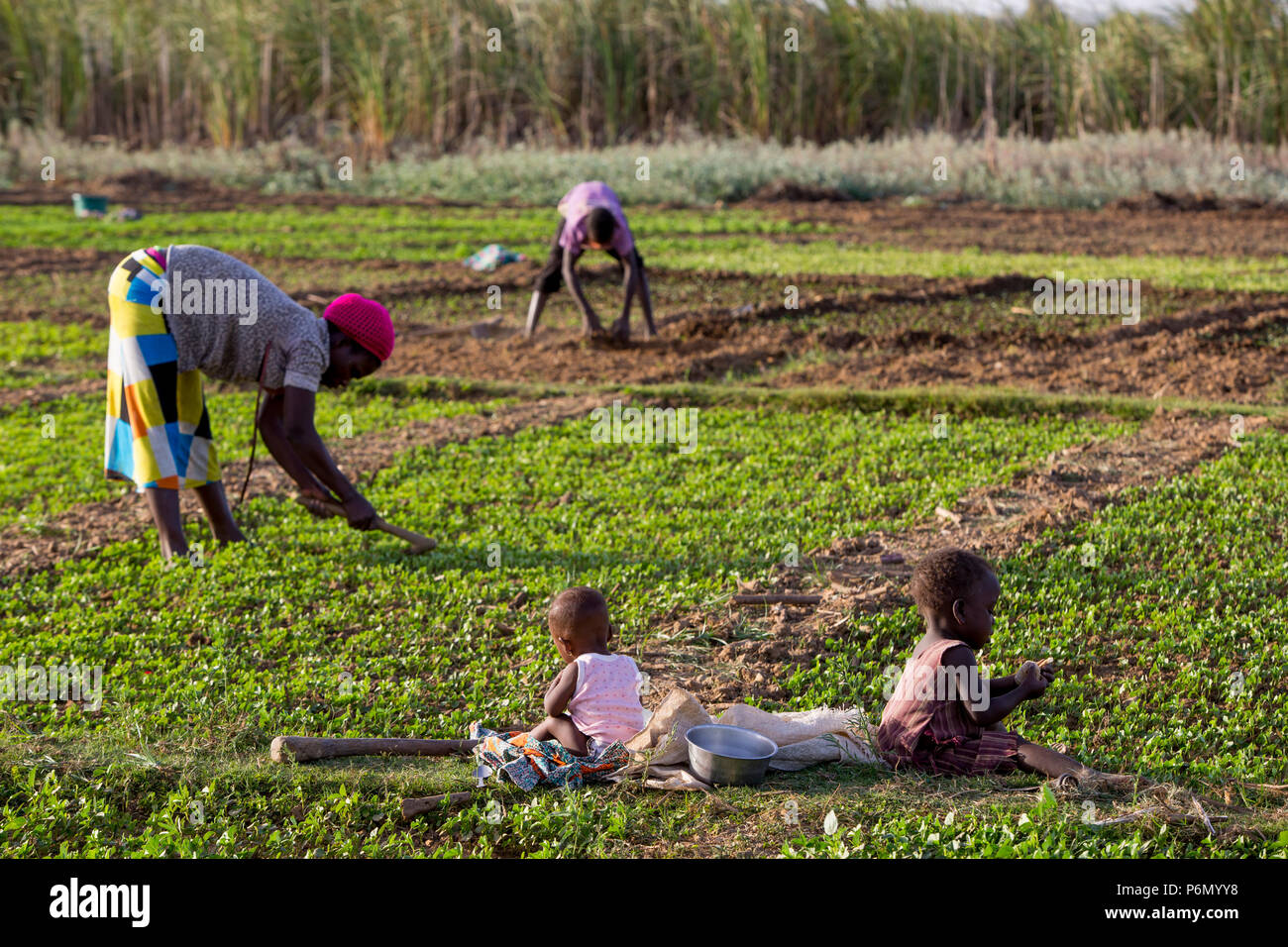 Togolese mother tending a field in Karsome, Togo. Stock Photo