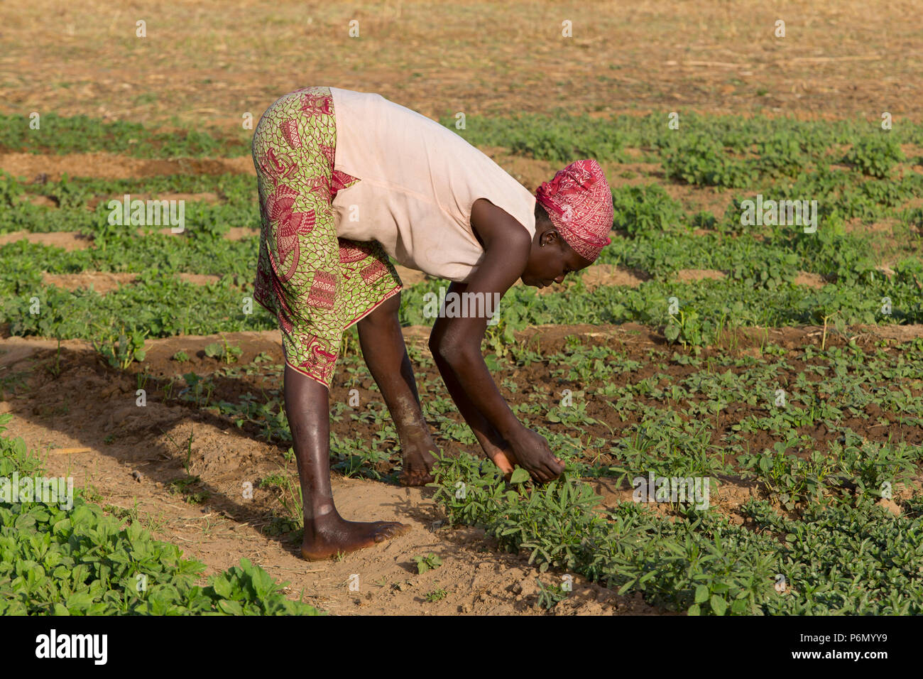 Member of a women's cooperative tending a field in Karsome, Togo. Stock Photo