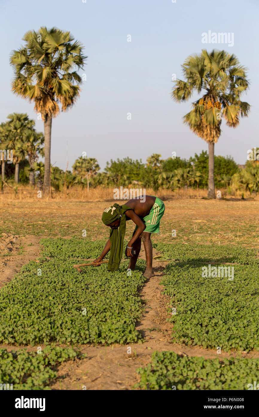Togolese boy working in a field in Karsome, Togo. Stock Photo