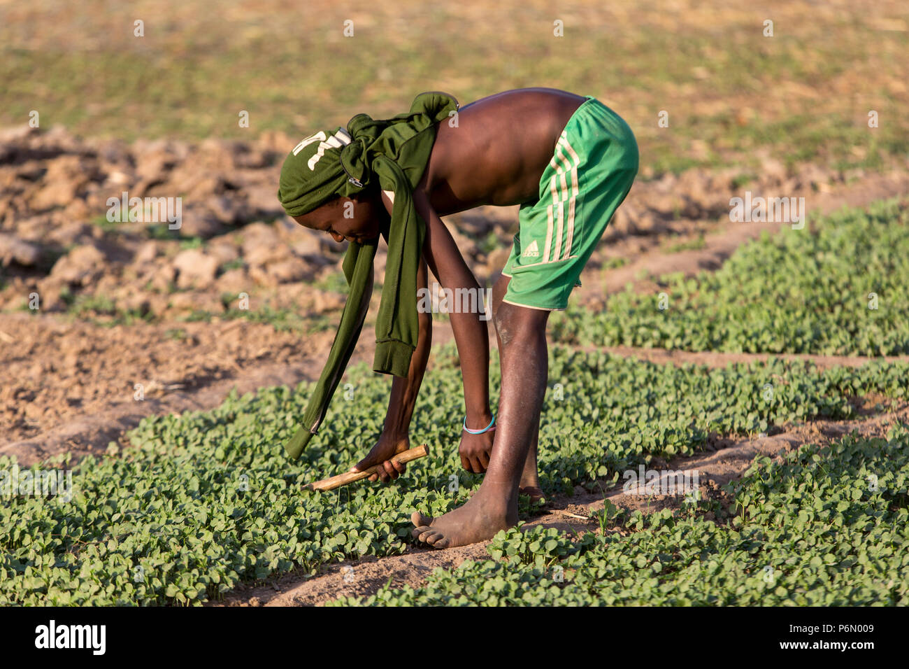 Togolese boy working in a field in Karsome, Togo. Stock Photo