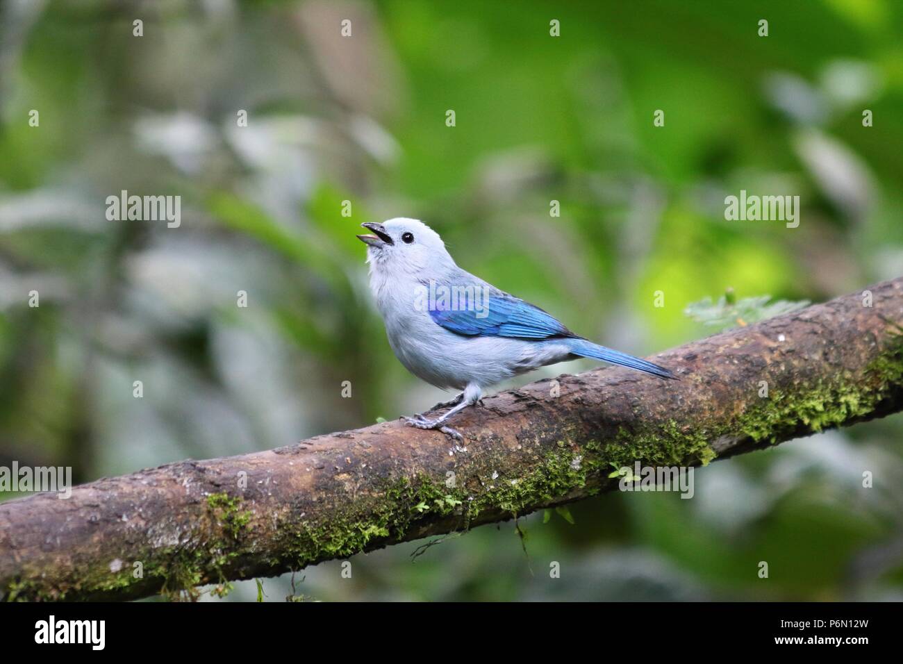 Exotic blue bird in tropical cloud forest Mindo, Ecuador, South America Stock Photo