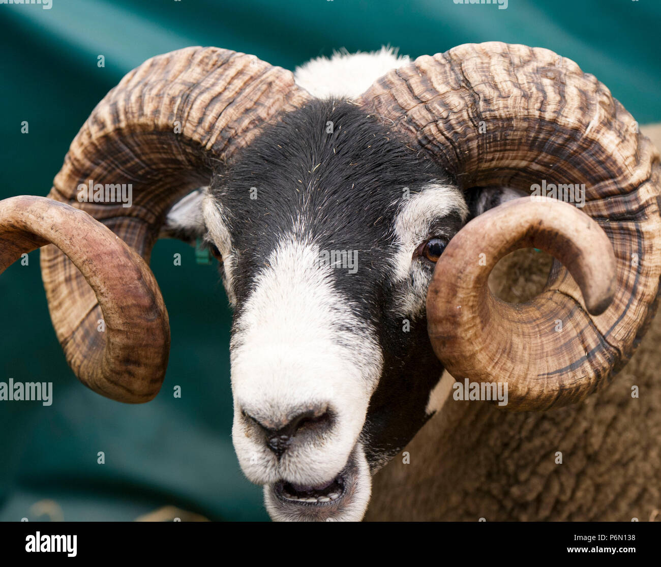 .RHS 2018: Portrait of a Blacface Ram at Royal Highland Show,Ingliston, Edinburgh, Scotland Stock Photo