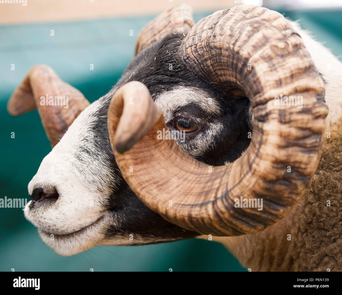 .RHS 2018: Portrait of a Blacface Ram at Royal Highland Show,Ingliston, Edinburgh, Scotland Stock Photo