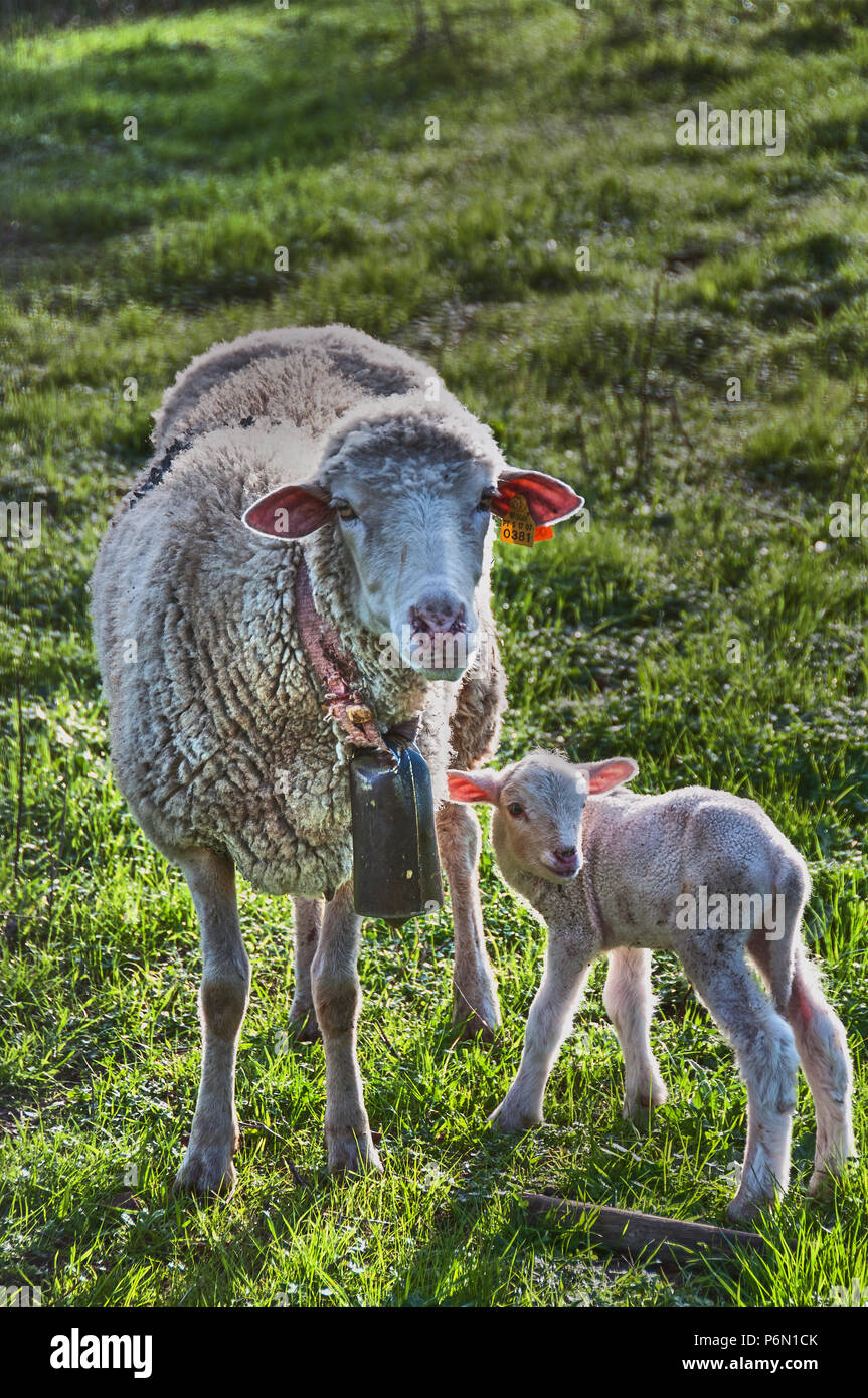 Mother android baby sheep Stock Photo