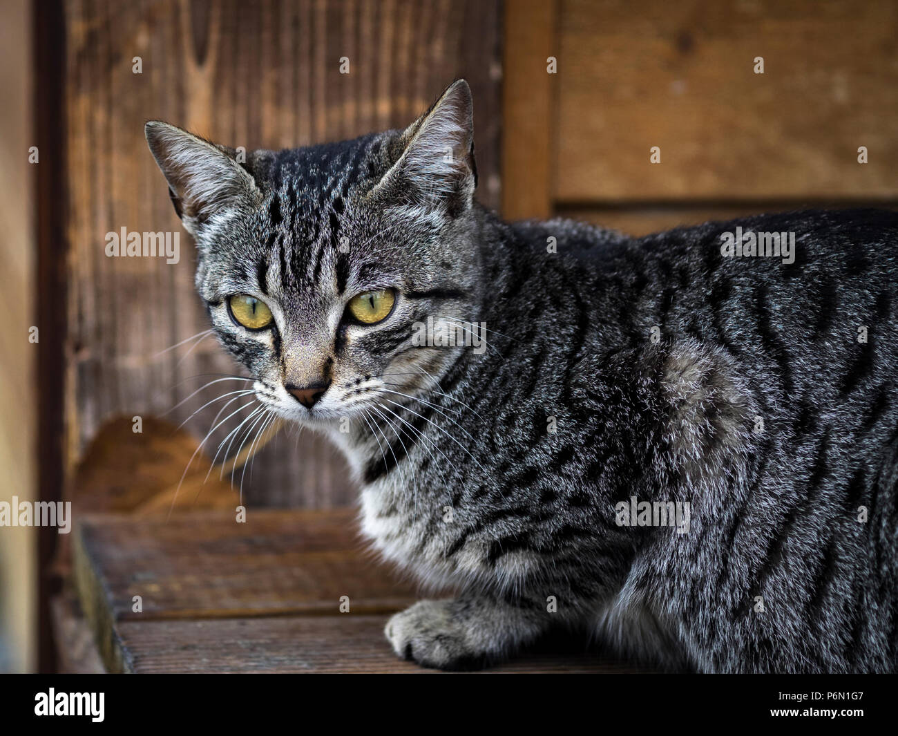 Grey cat with yellow eyes Stock Photo - Alamy
