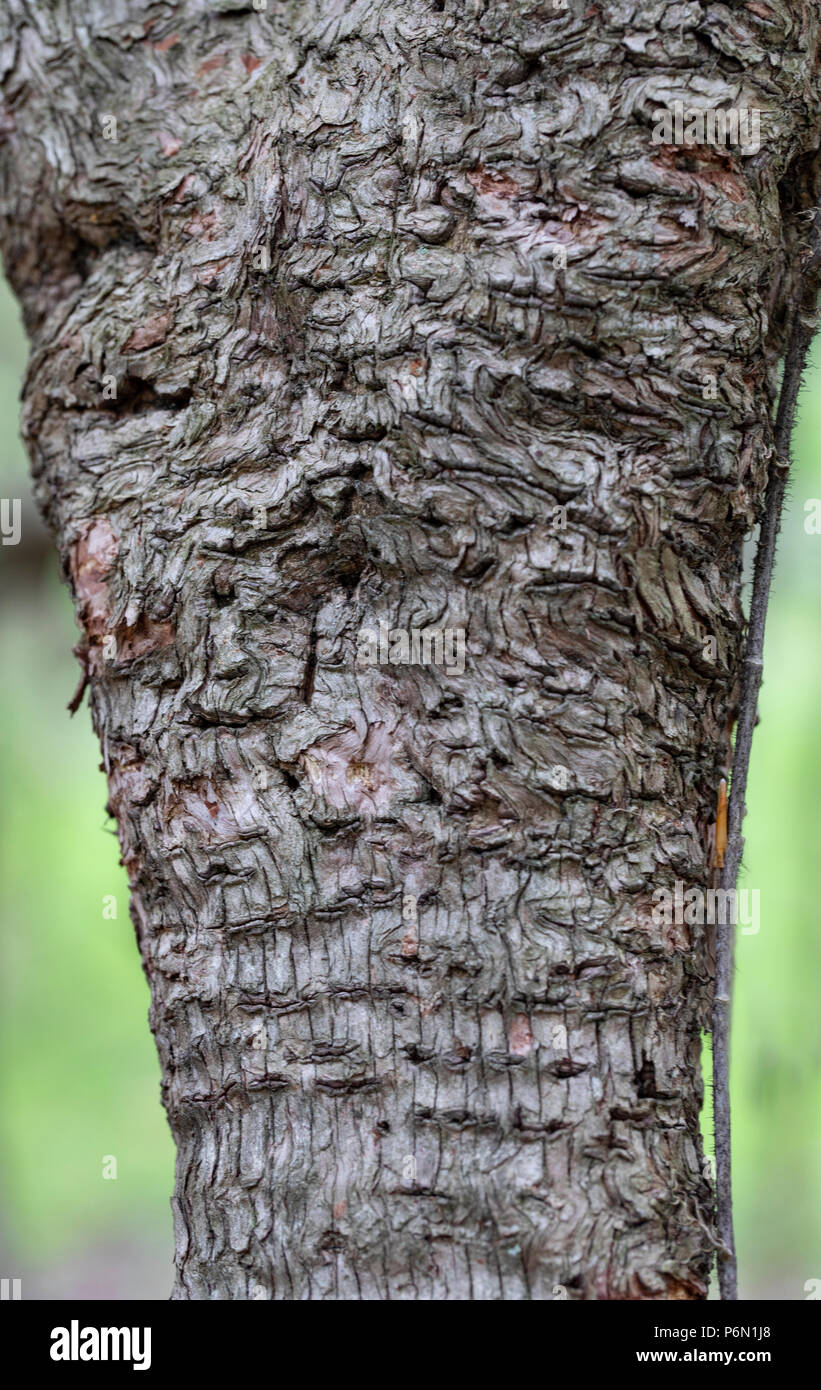Apple tree bark showing swirls and woodpecker holes Stock Photo Alamy
