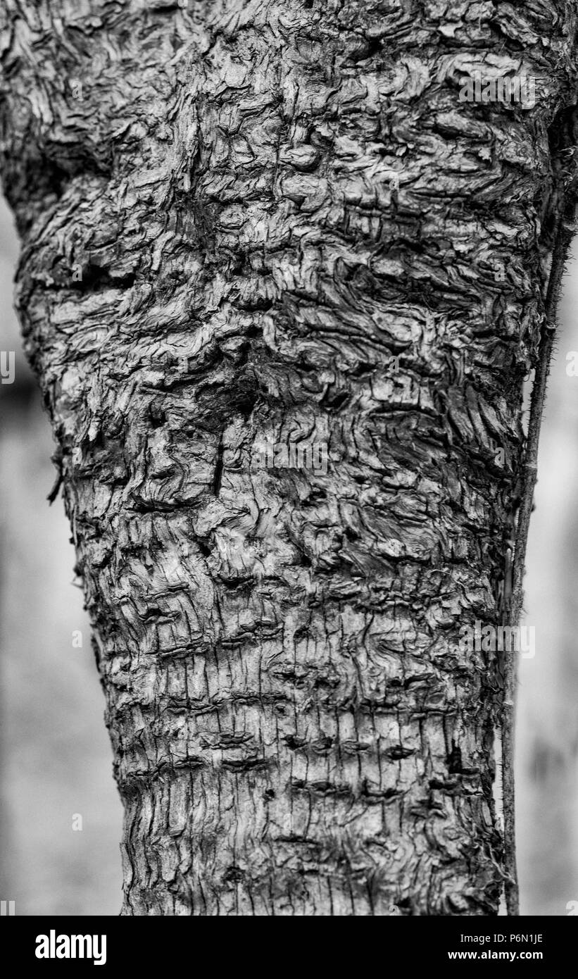 Monochrome view of apple tree bark showing swirls and woodpecker holes. Stock Photo