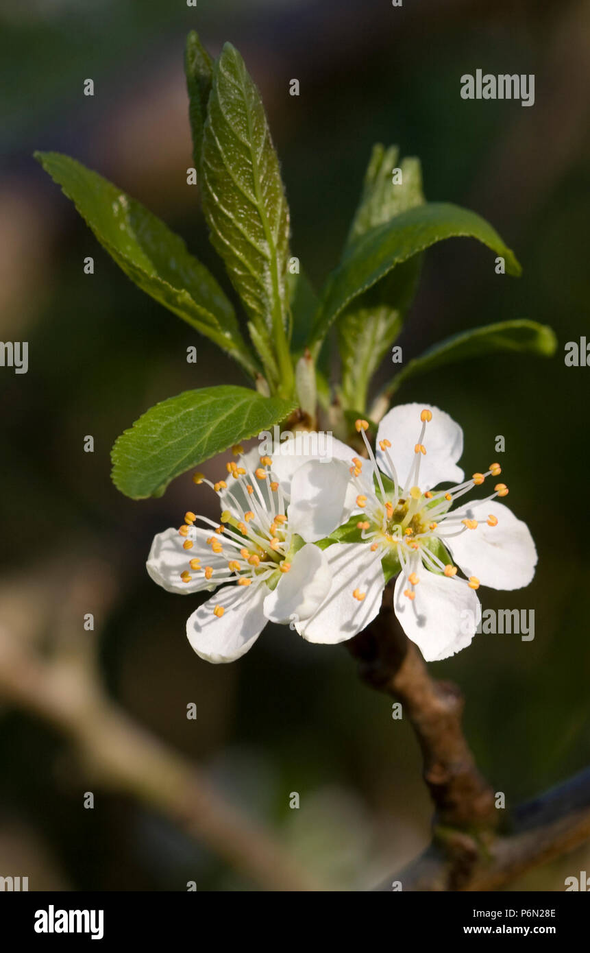 Flowers on a greengage tree (variety: Old Greengage), in an organic orchard in Bristol. Stock Photo