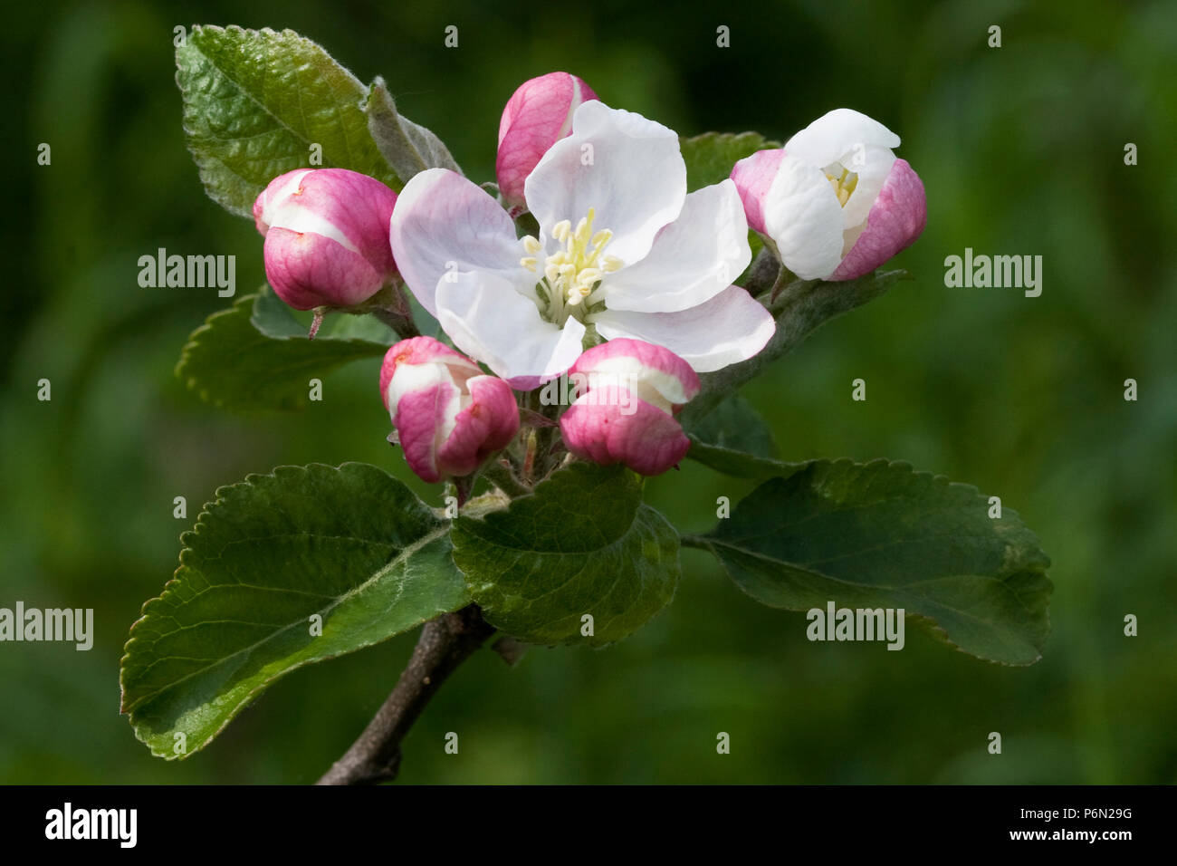 Flowers on an apple tree (variety: Shepperdine Silt), in an organic orchard in Bristol. Stock Photo