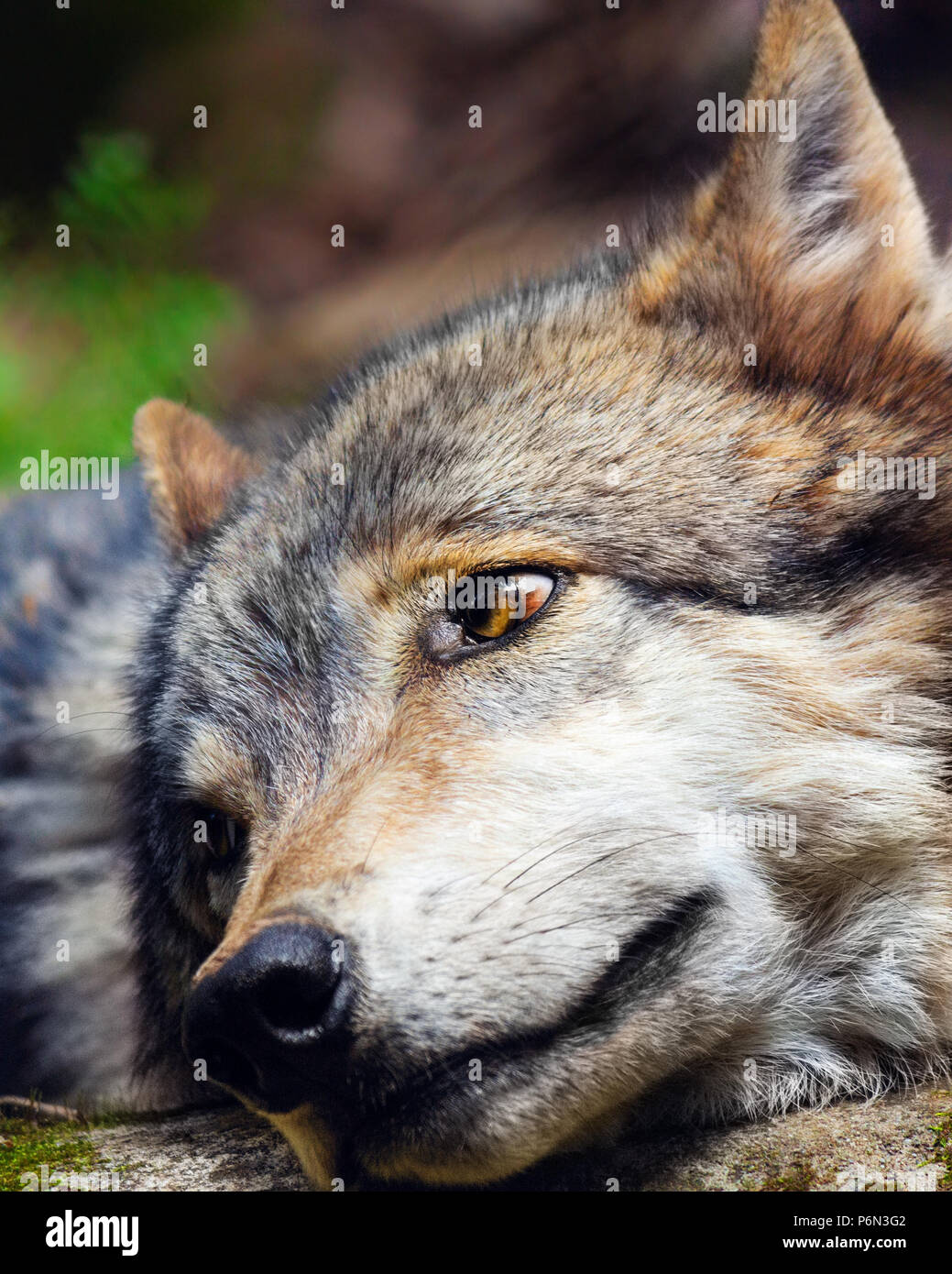 Closeup of a grey wolf (Canis lupus) resting and gazing at the Western