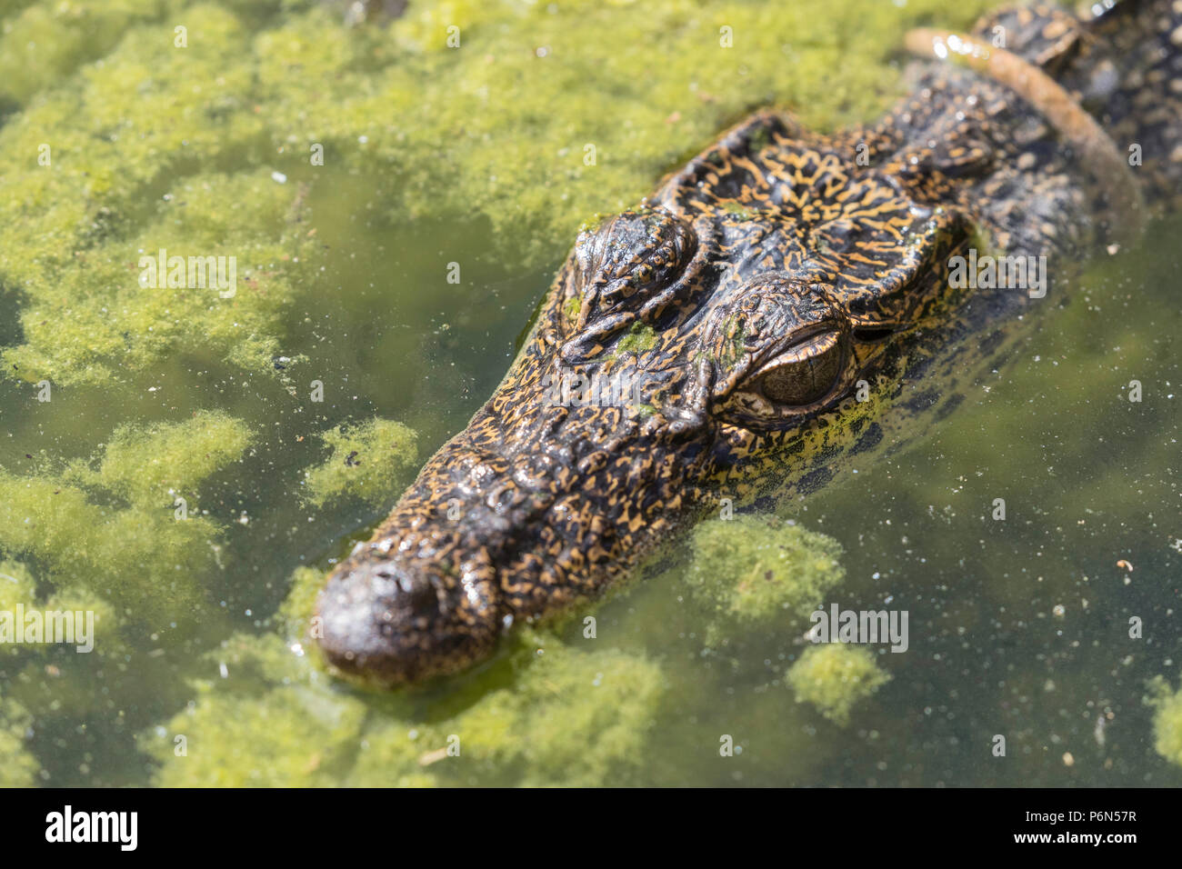 Captive Cuban crocodile, Crocodylus rhombifer, is a small species of crocodile endemic to Cuba Stock Photo