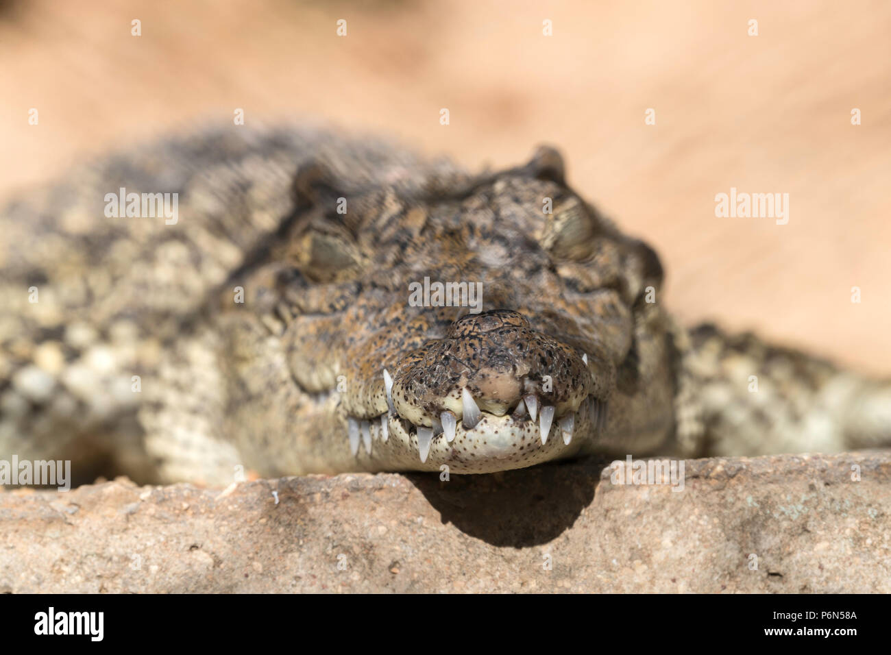 Captive Cuban crocodile, Crocodylus rhombifer, is a small species of crocodile endemic to Cuba Stock Photo