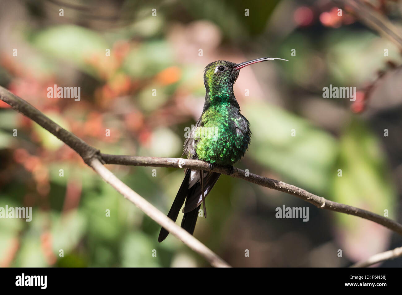 A wild adult Cuban emerald hummingbird, Chlorostilbon ricordii, Zapata National Park, Cuba. Stock Photo